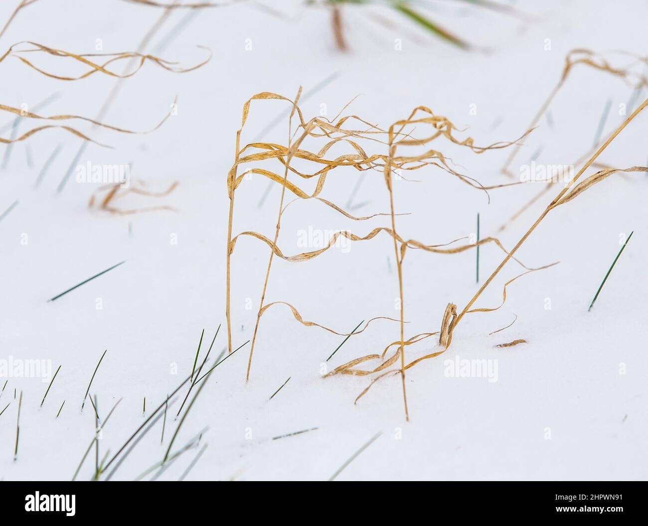 Fragile grass hi-res stock photography and images - Alamy