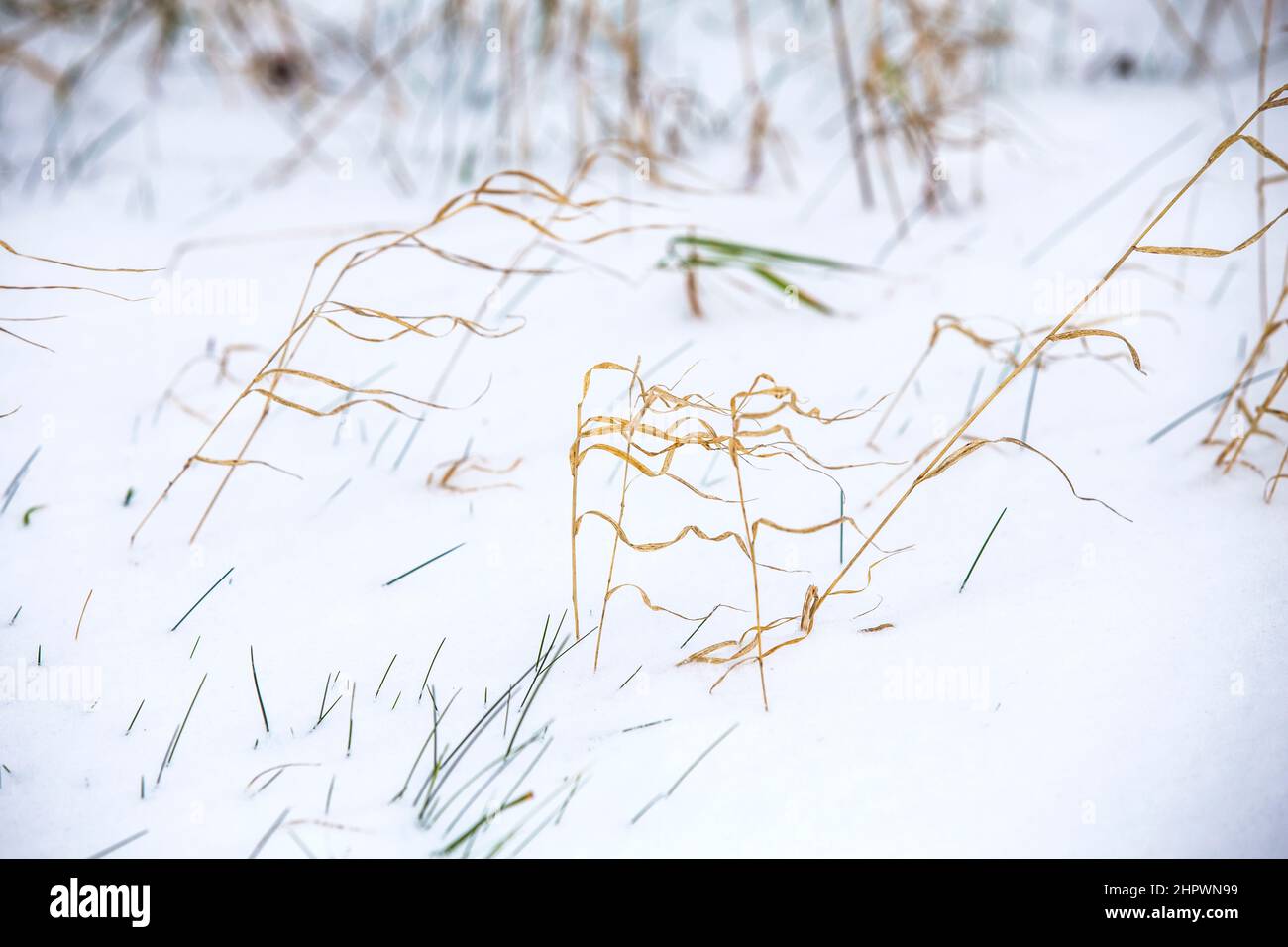 Fragile grass hi-res stock photography and images - Alamy