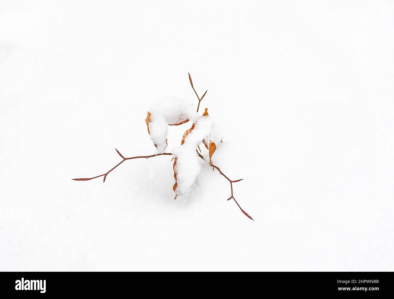 detail of leave in winter isolated on snow Stock Photo