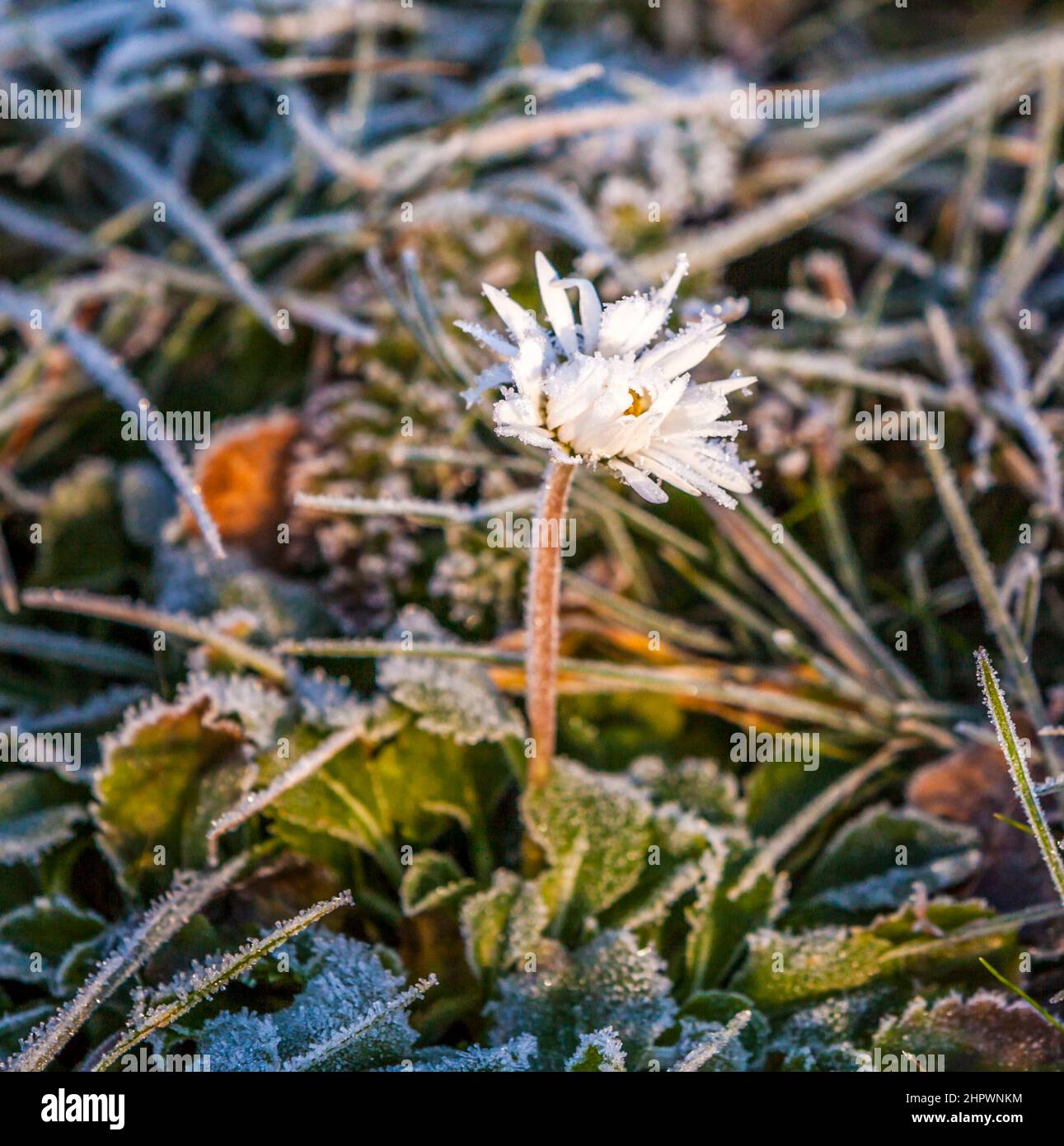 daisy flower in Winter with snow in hoar frost Stock Photo - Alamy