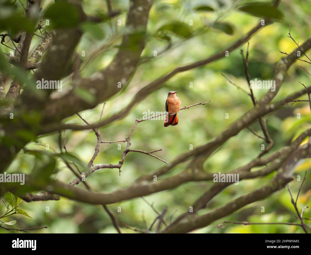 Cinnamon hummingbird, Amazilia rutilasits, with wings under tail in an urban back garden in Jinotega, Nicaragua. Stock Photo