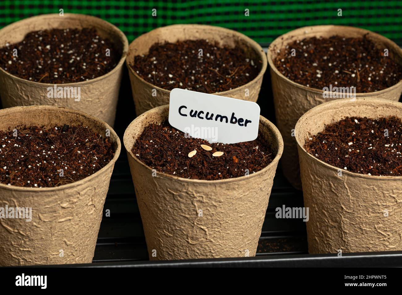 Cucumber plant seeds in indoor greenhouse. Home gardening and horticulture concept. Stock Photo