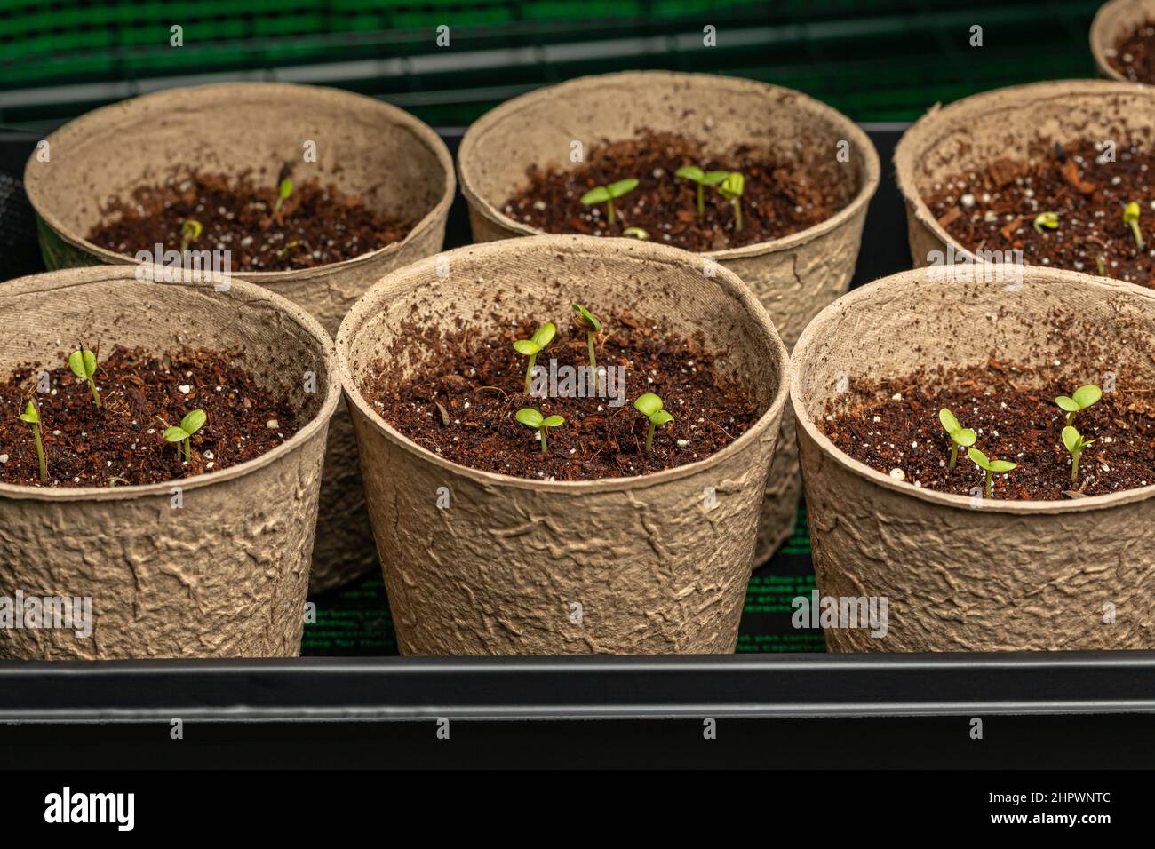 Zinnia flower seedling growing in indoor greenhouse. Gardening and horticulture concept. Stock Photo