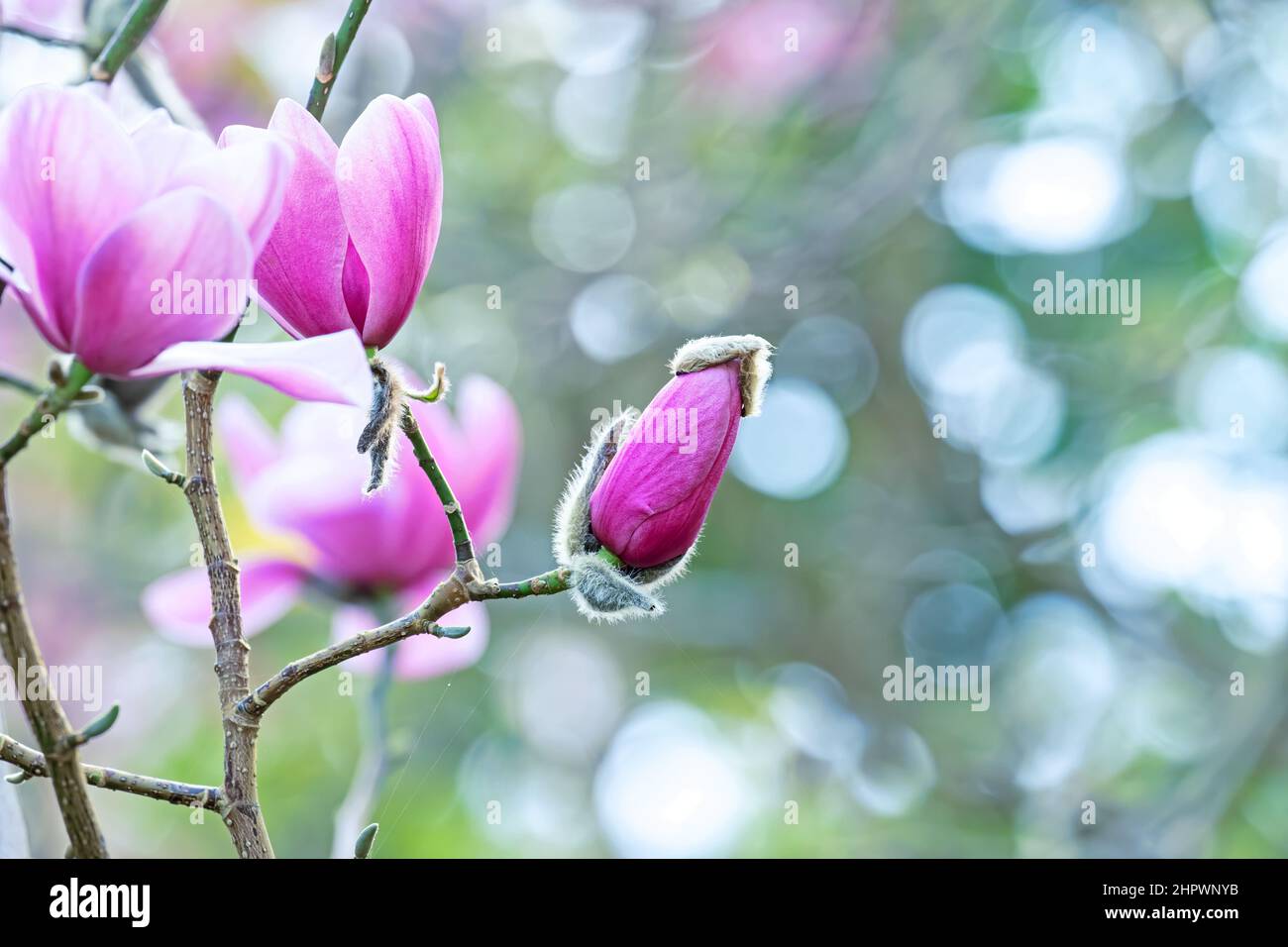 Magnolia park california hi-res stock photography and images - Alamy