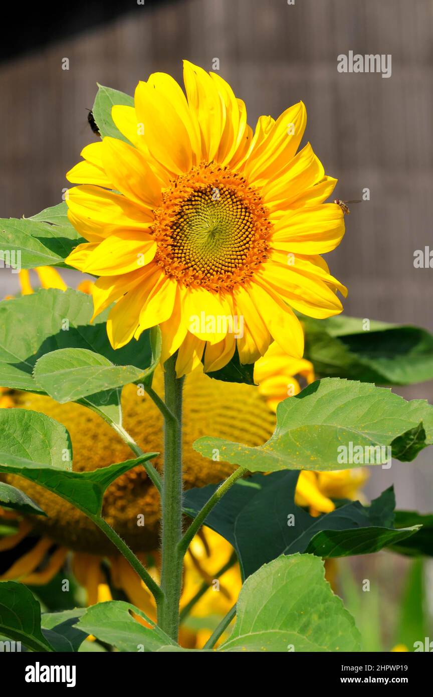 Sunflower (Helianthus annuus), flowering, BadenWuerttemberg, Germany Stock Photo Alamy