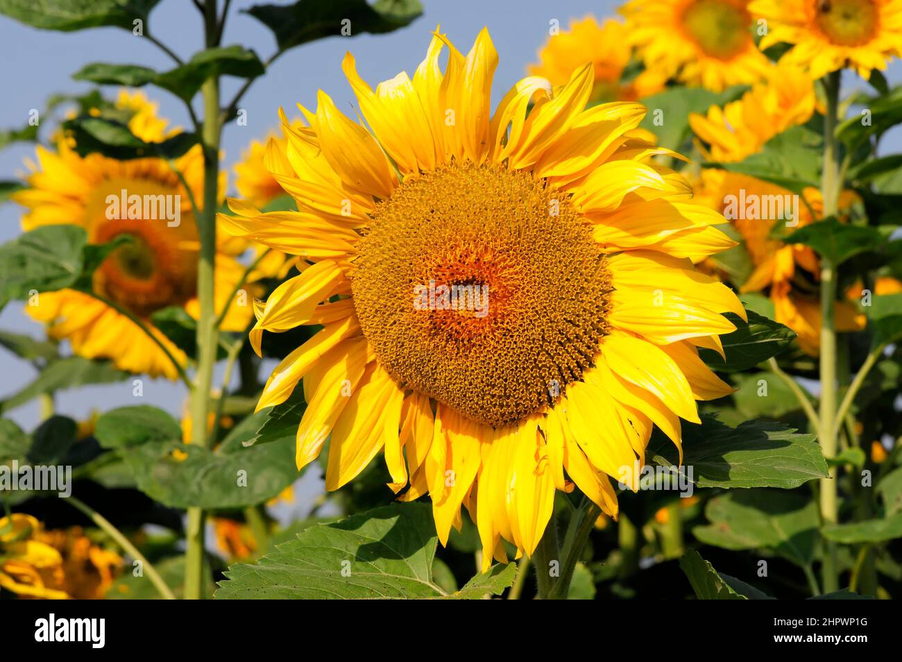 Sunflower (Helianthus annuus), flowering, BadenWuerttemberg, Germany Stock Photo Alamy