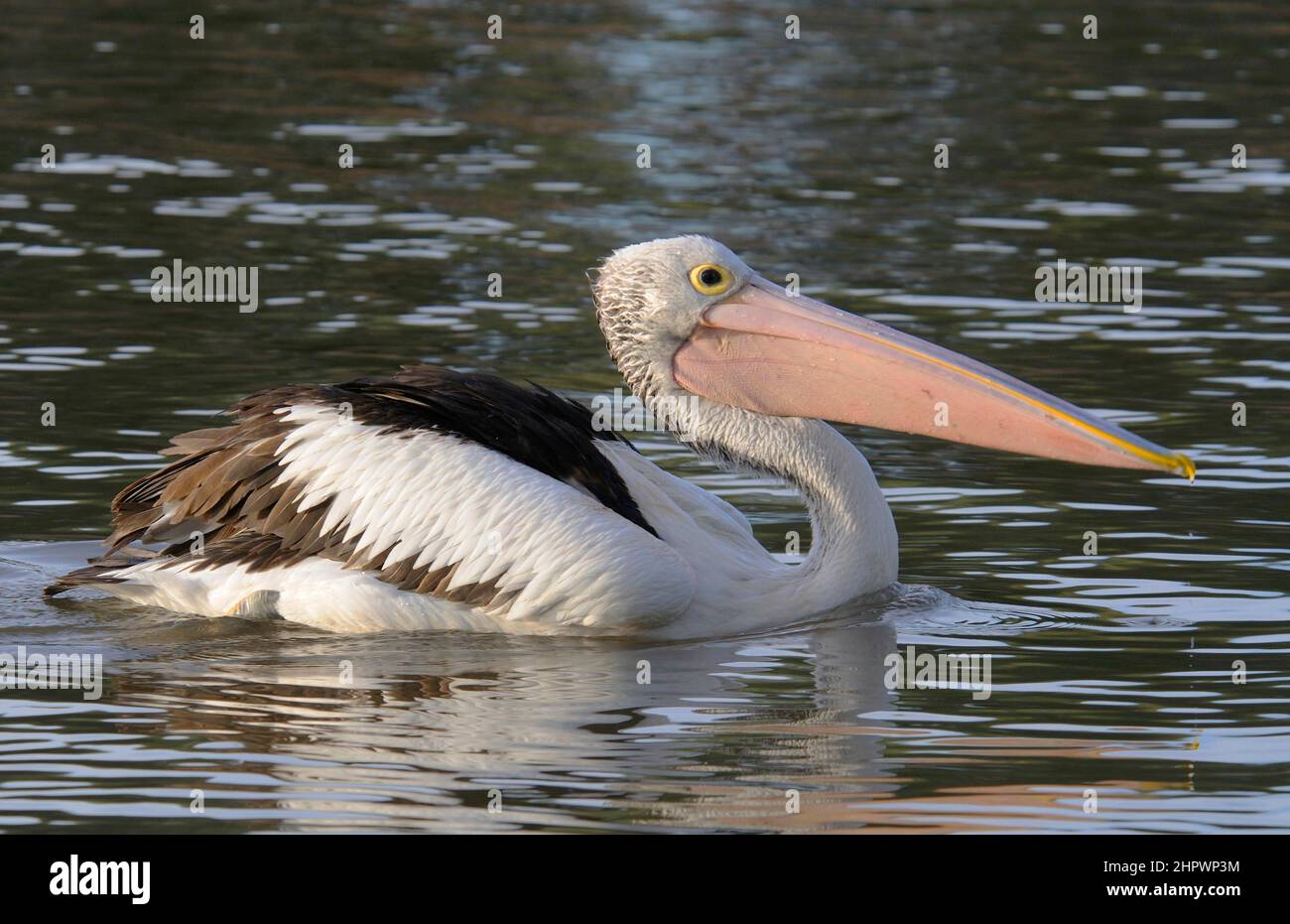 Australian pelican (Pelecanus conspicillatus), Adelade, Australia Stock Photo