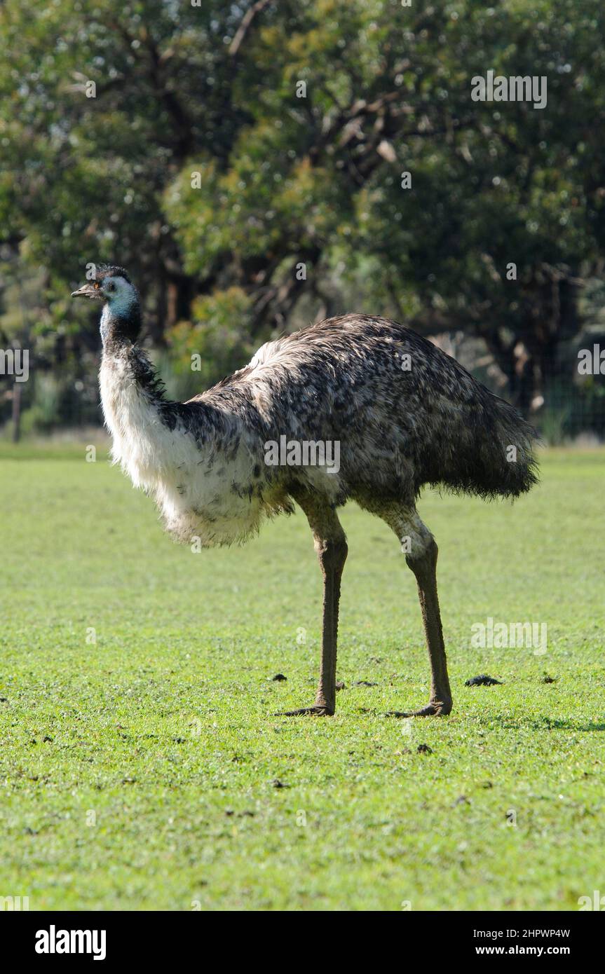 Emu (Dromaius novaehollandiae), Kangaroo Island, Australia Stock Photo