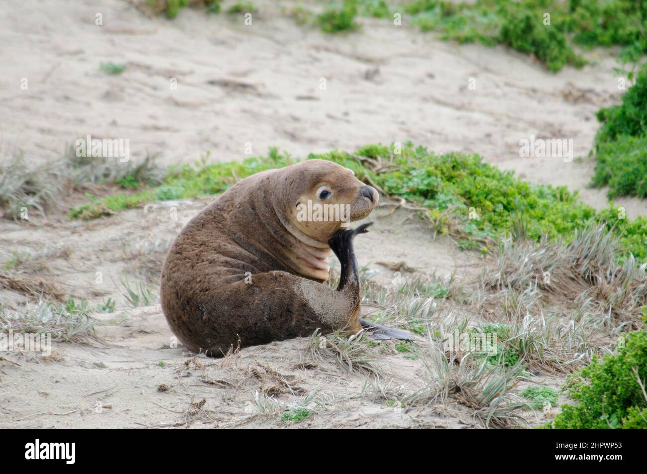 Australian sea lion (Neophoca cinerea), Seal Bay, Kangaroo Island