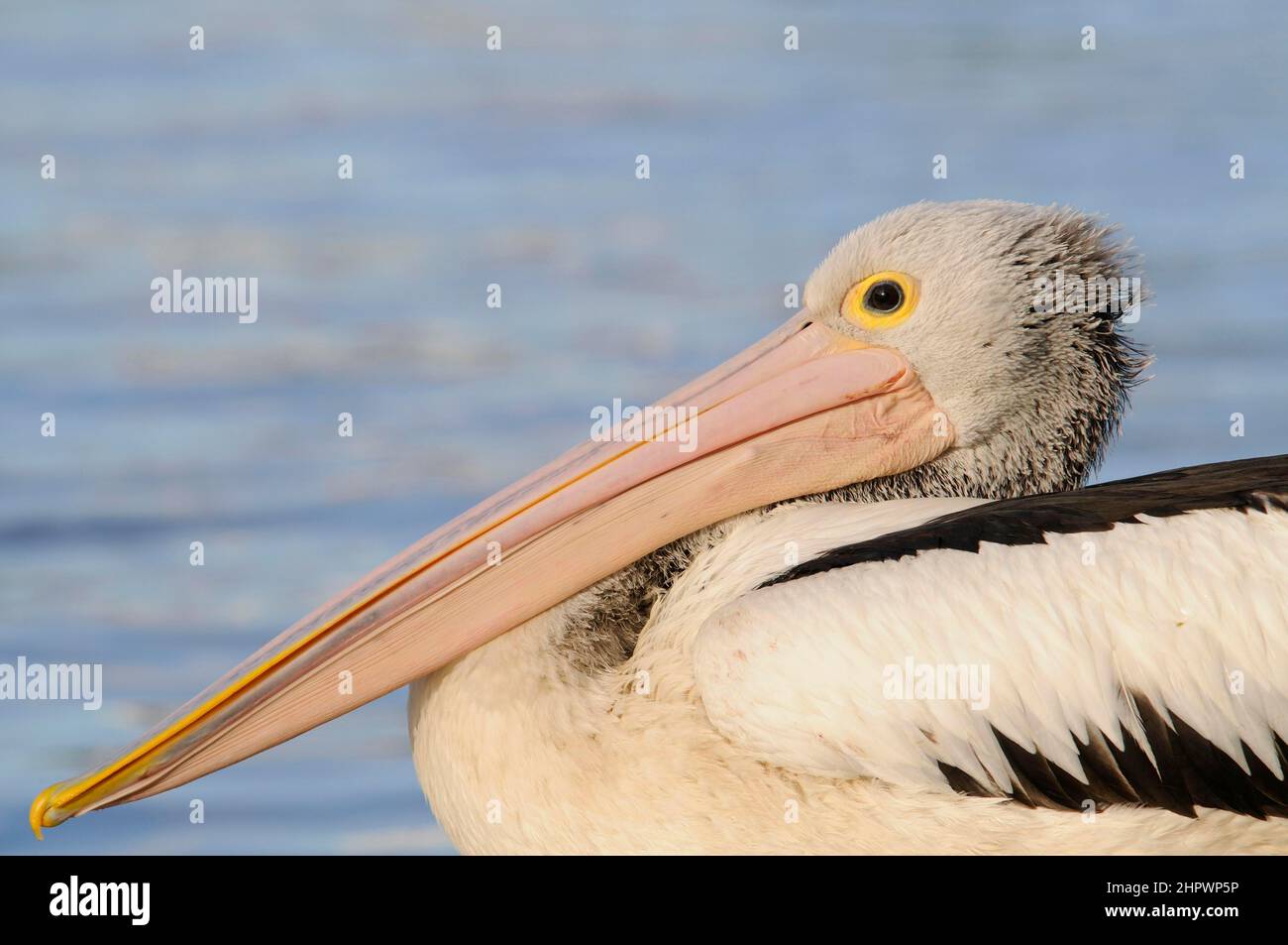 Australian pelican (Pelecanus conspicillatus), Adelade, Australia Stock Photo