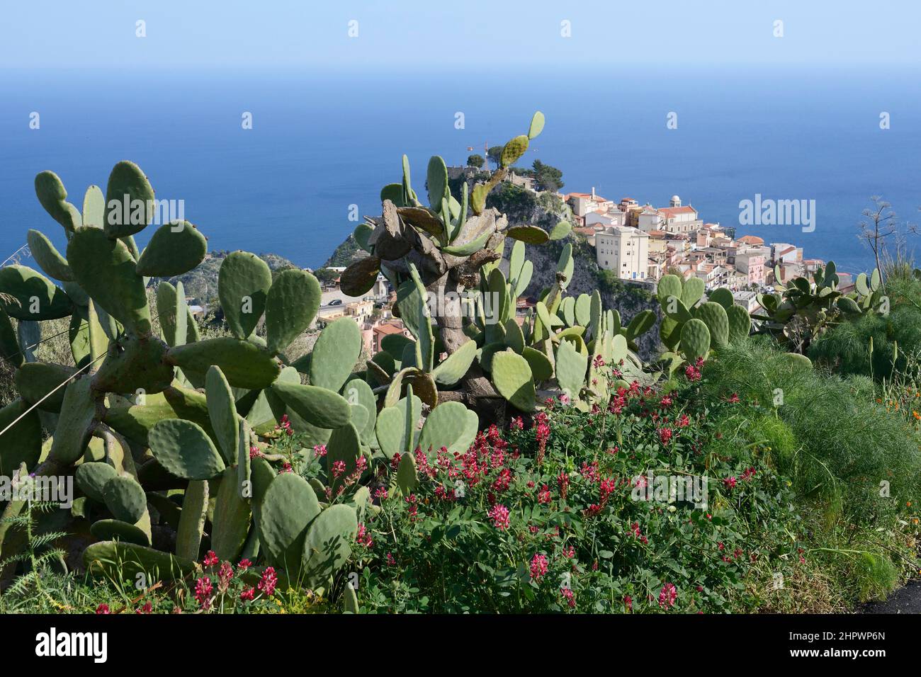 Cactus pear (Opuntia ficus-indica) and sulla coronaria (Hedysarum coronarium) in front of mountain village, Sicily, Italy Stock Photo