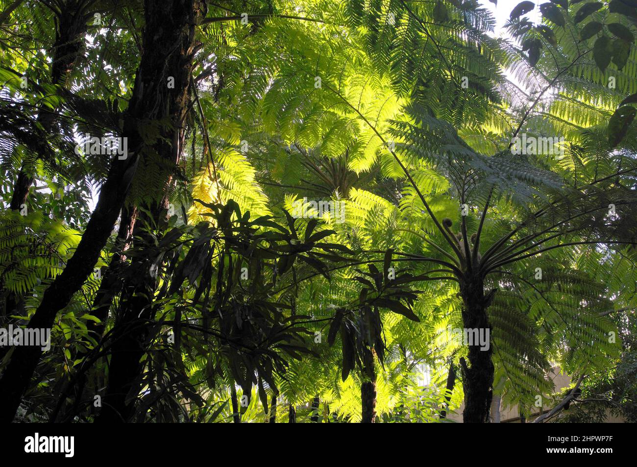 Tree fern (Dicksonia antarctica), Brisbane, Australia Stock Photo Alamy