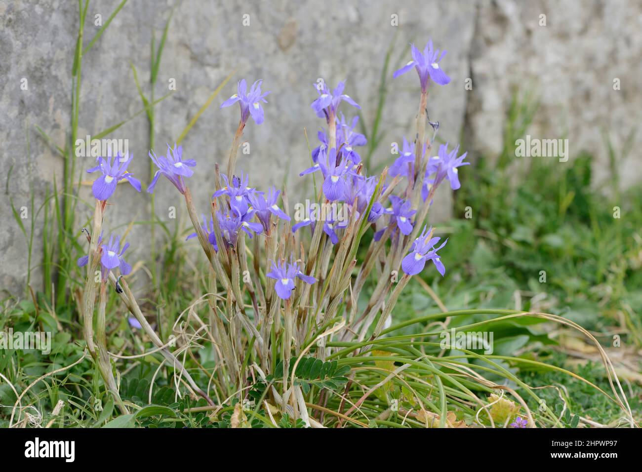 Moraea sisyrinchium (Gynandriris sisyrinchium), Taormina, Sicily, Italy Stock Photo