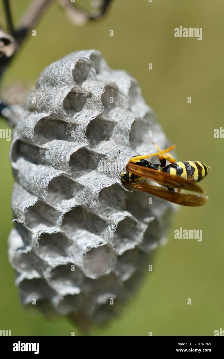 European paper wasp (Polistes dominula) building a nest, Sicily, Italy Stock Photo