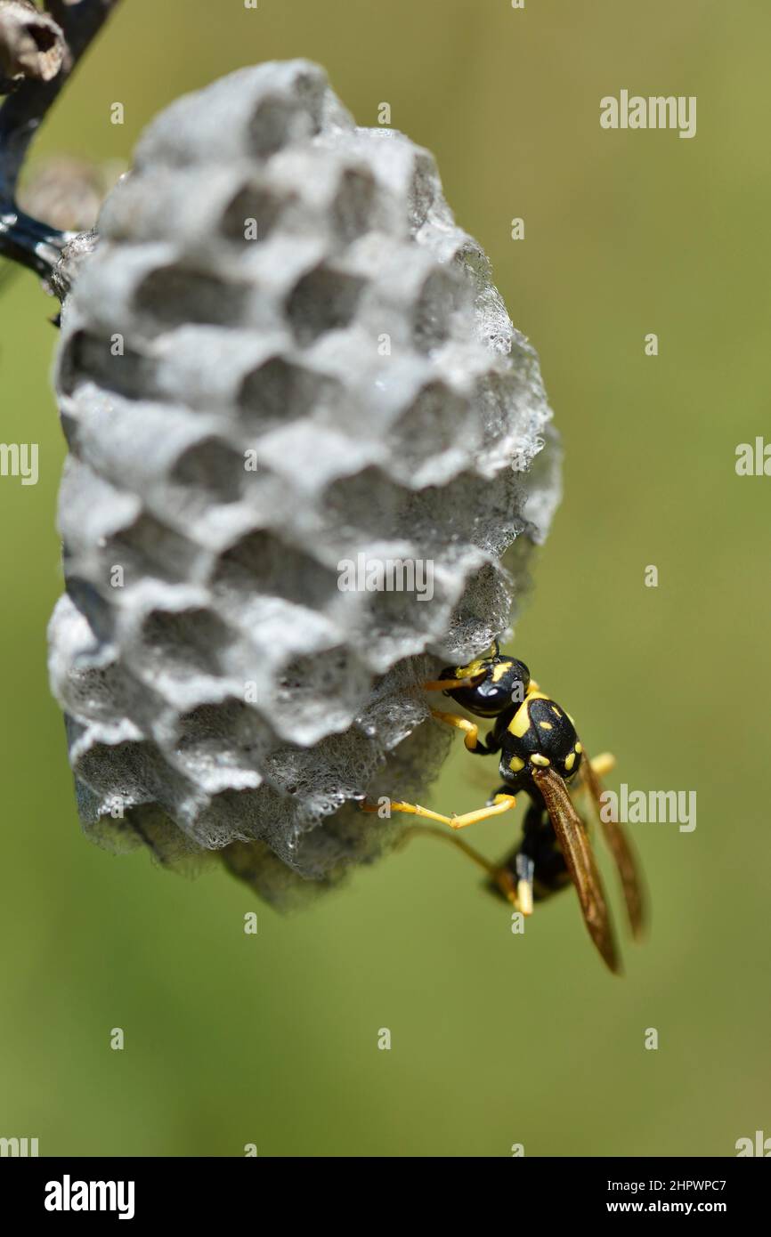 European paper wasp (Polistes dominula) building a nest, Sicily, Italy Stock Photo