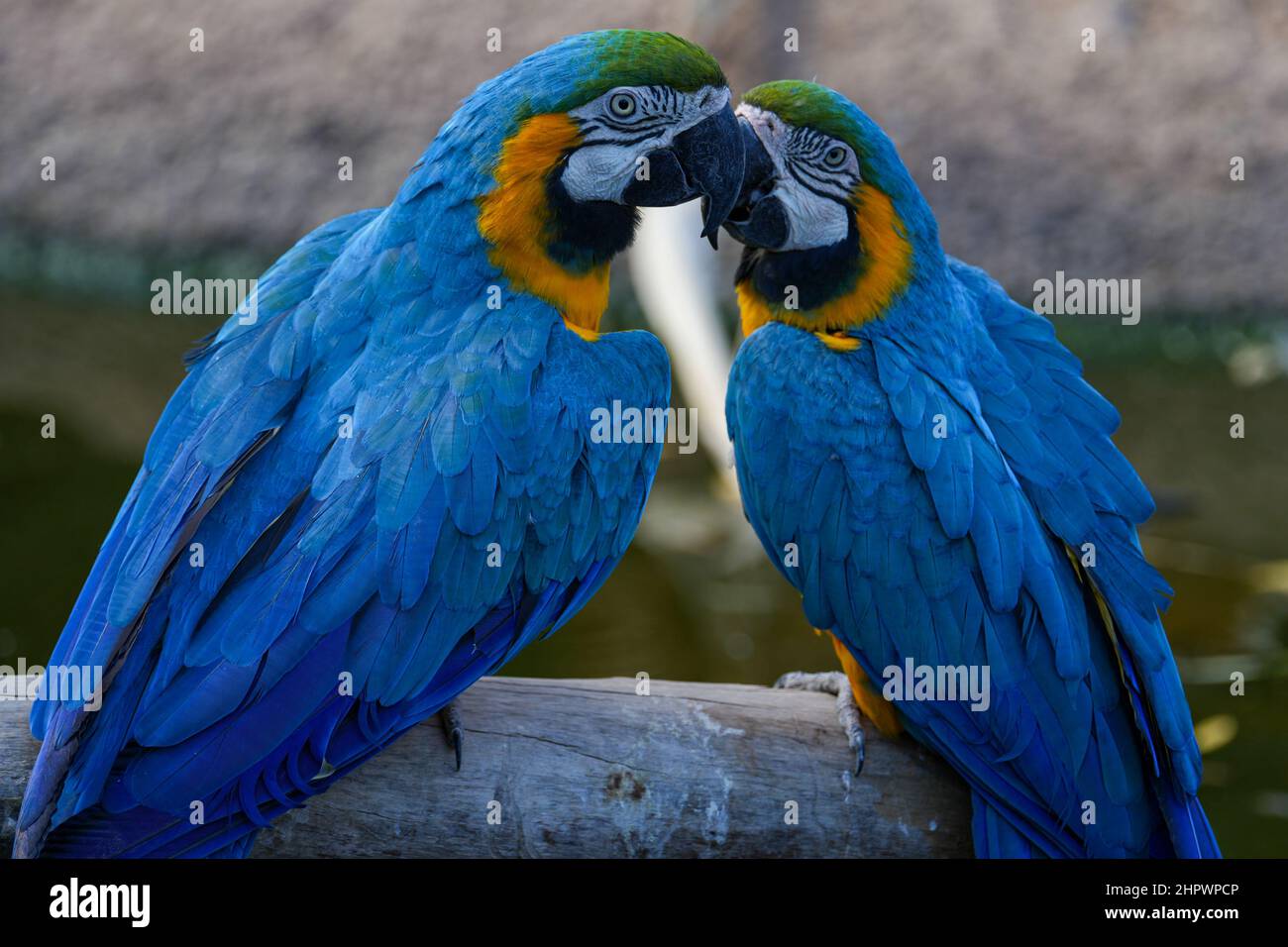 View of Blue and Gold Macaws snuggle on a large perch Stock Photo - Alamy