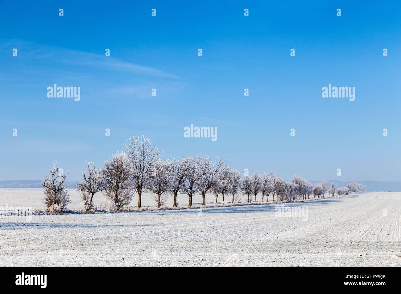tree alley in winter landscape covered with snow Stock Photo - Alamy