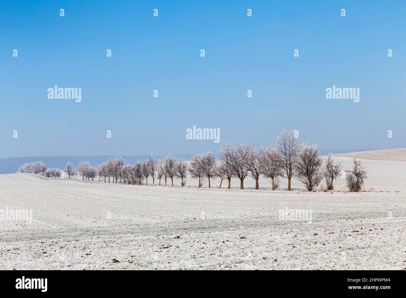 tree alley in winter landscape covered with snow Stock Photo - Alamy