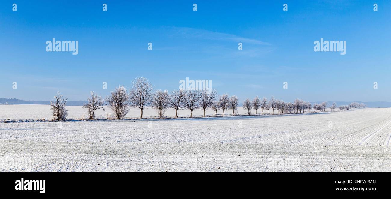 tree alley in winter landscape covered with snow Stock Photo - Alamy