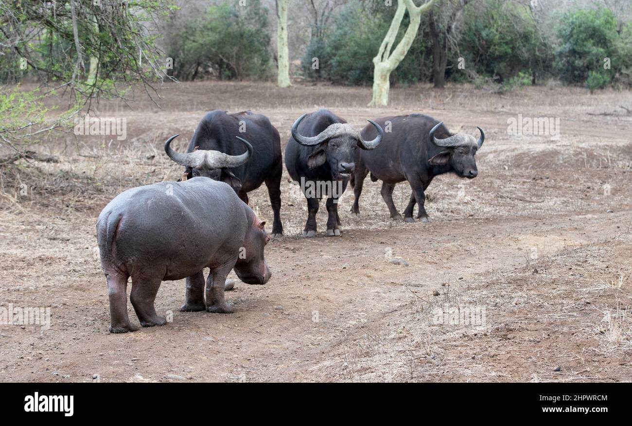 Aggressive Common Hippopotamus [hippopotamus amphibius] facing off before fighting three cape buffalo bulls in Africa Stock Photo
