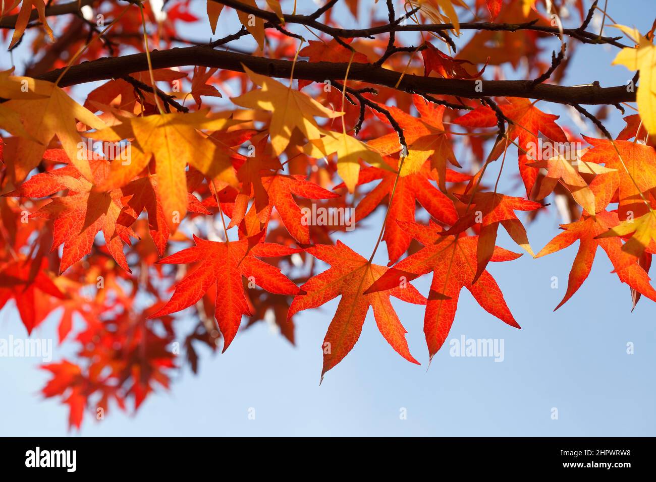 Red leaf maple tree hi-res stock photography and images - Alamy