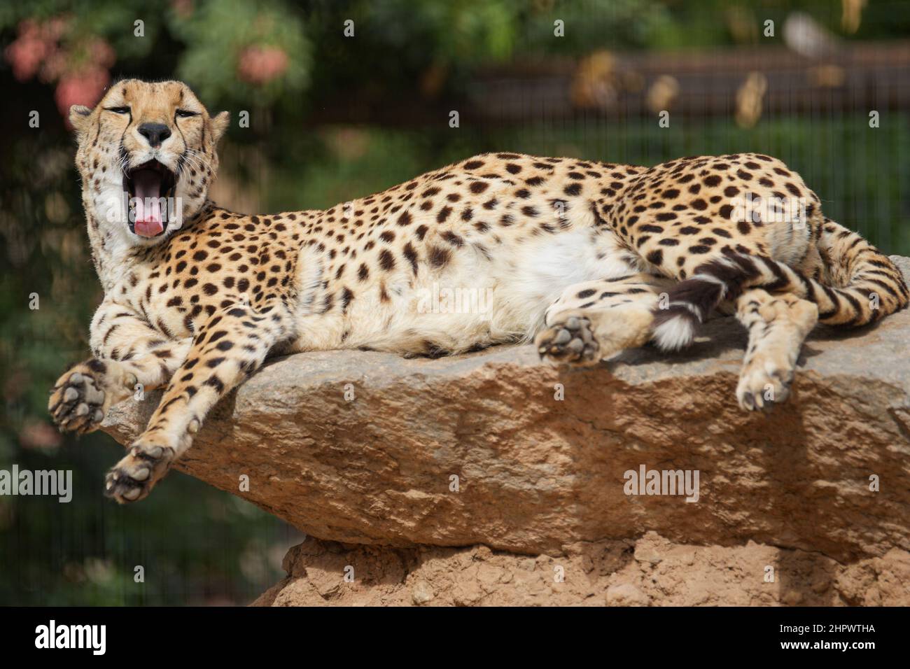 A cheetah basks in the warmth of the Arizona sun Stock Photo