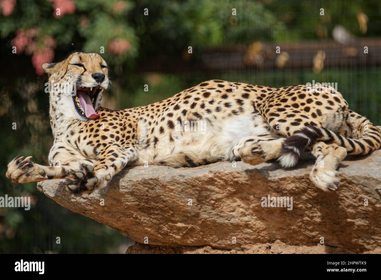 A cheetah basks in the warmth of the Arizona sun Stock Photo