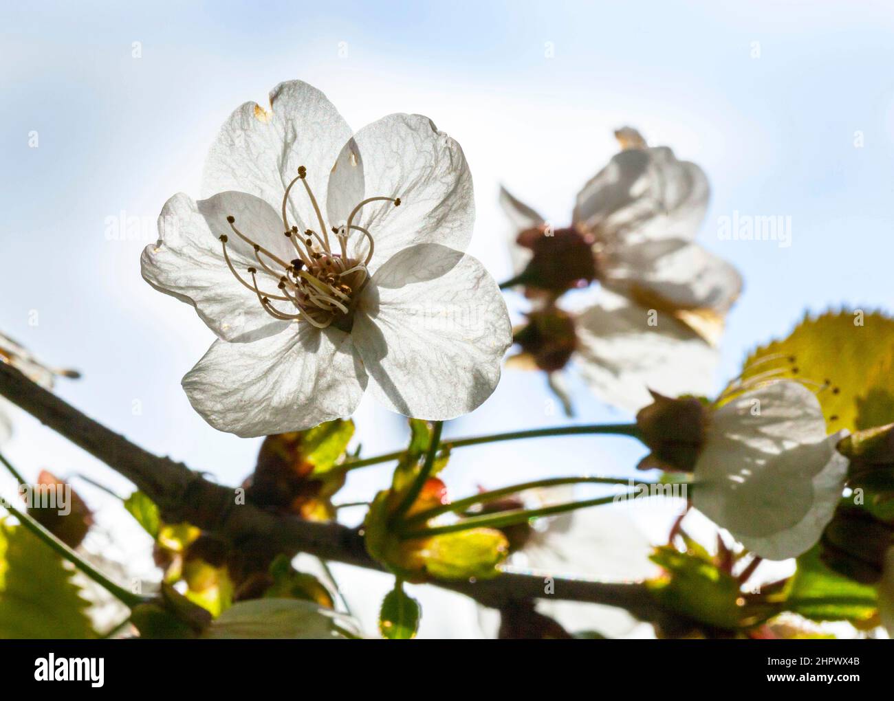 close up of white blooming cherry tree Stock Photo - Alamy