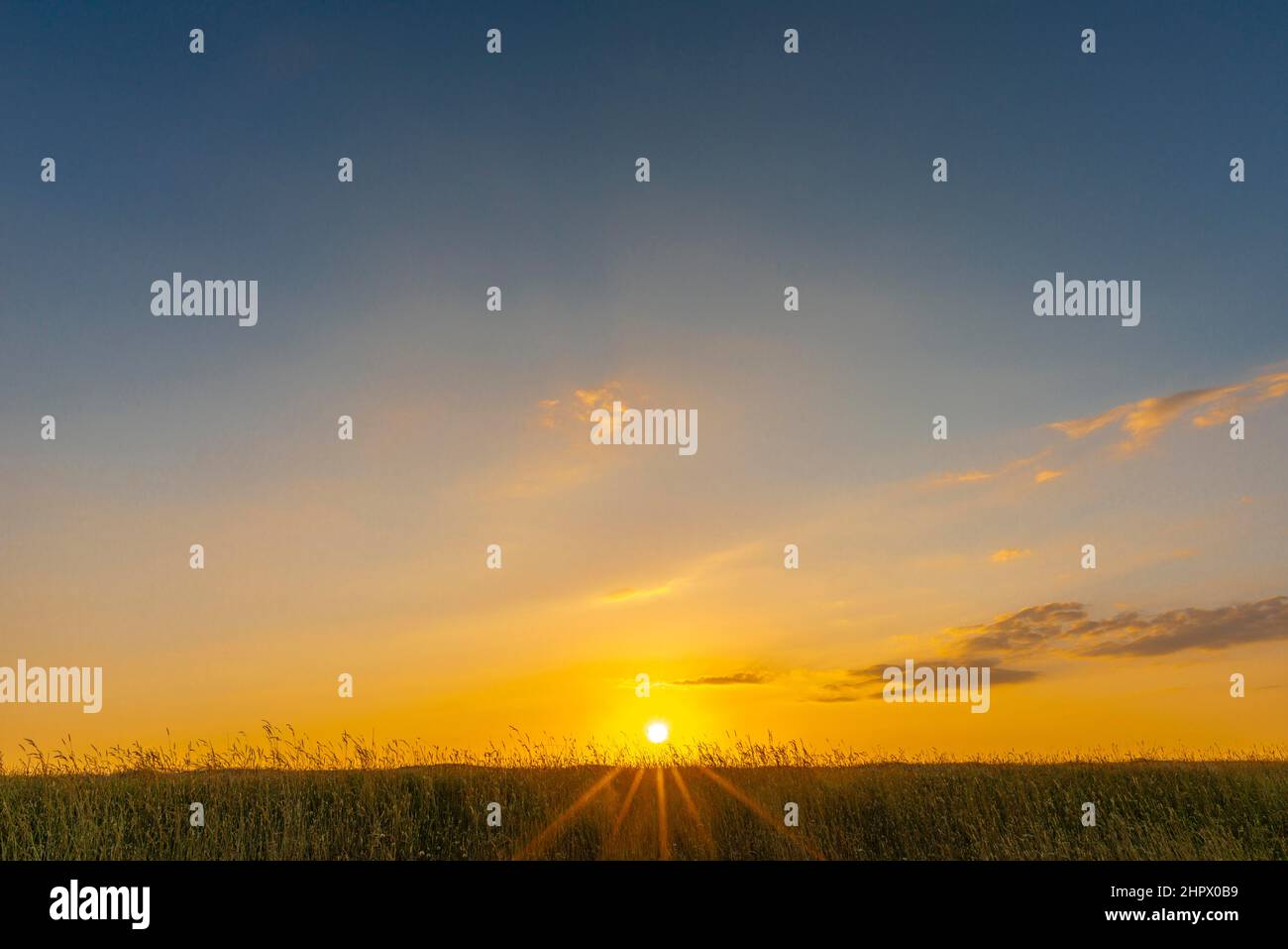 Grasses on the dike crest in the evening light, Westerhever, Eiderstedt peninsula, North Frisia, Schleswig-Holstein, Germany Stock Photo