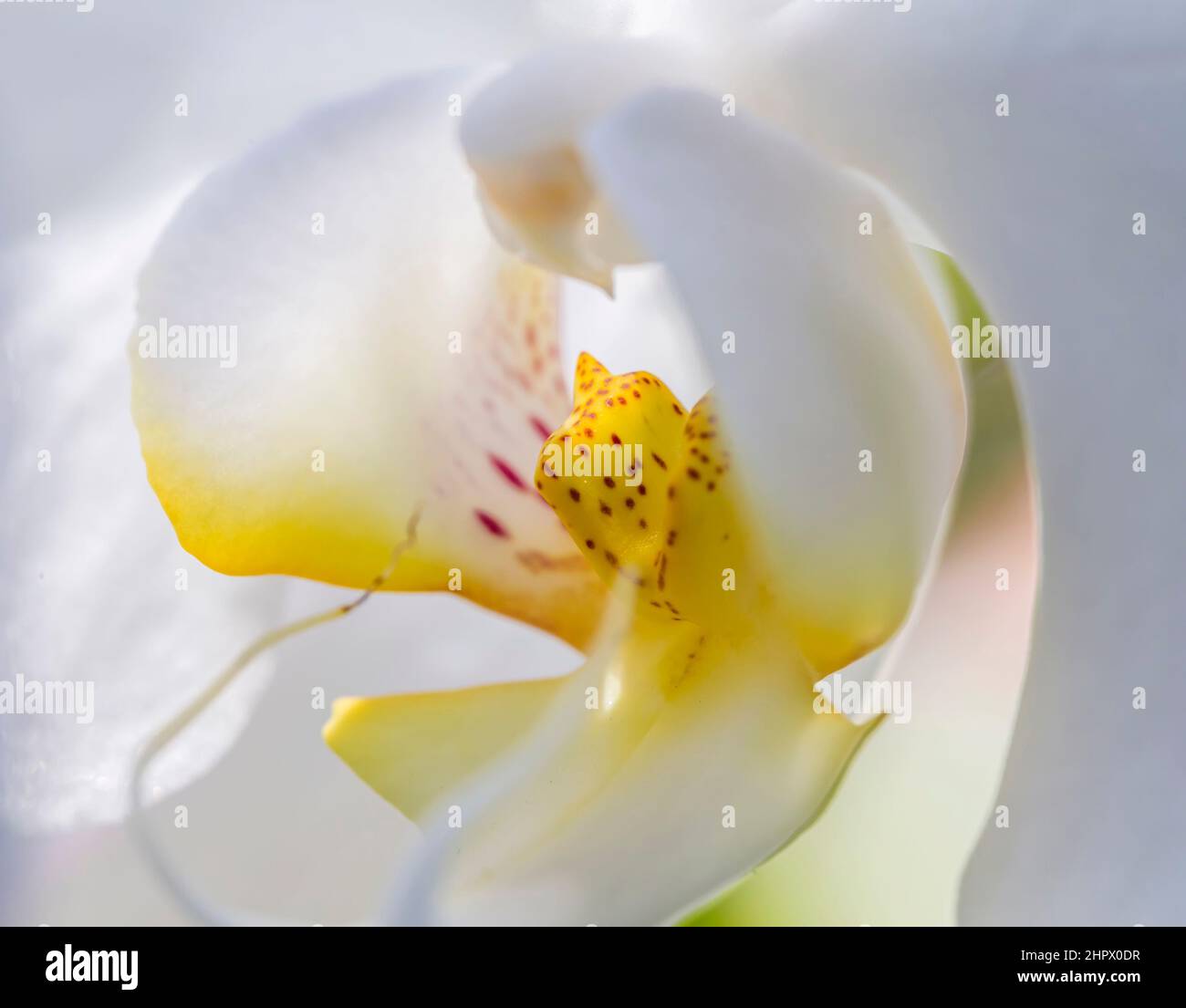 Beautiful white orchid flower close-up with yellow bud Stock Photo