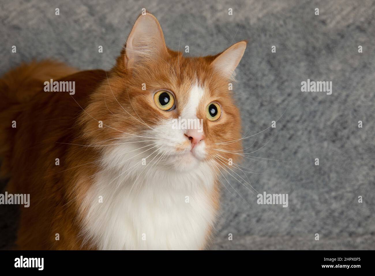 orange and white cute cat pet close up portrait looking to the right Stock Photo