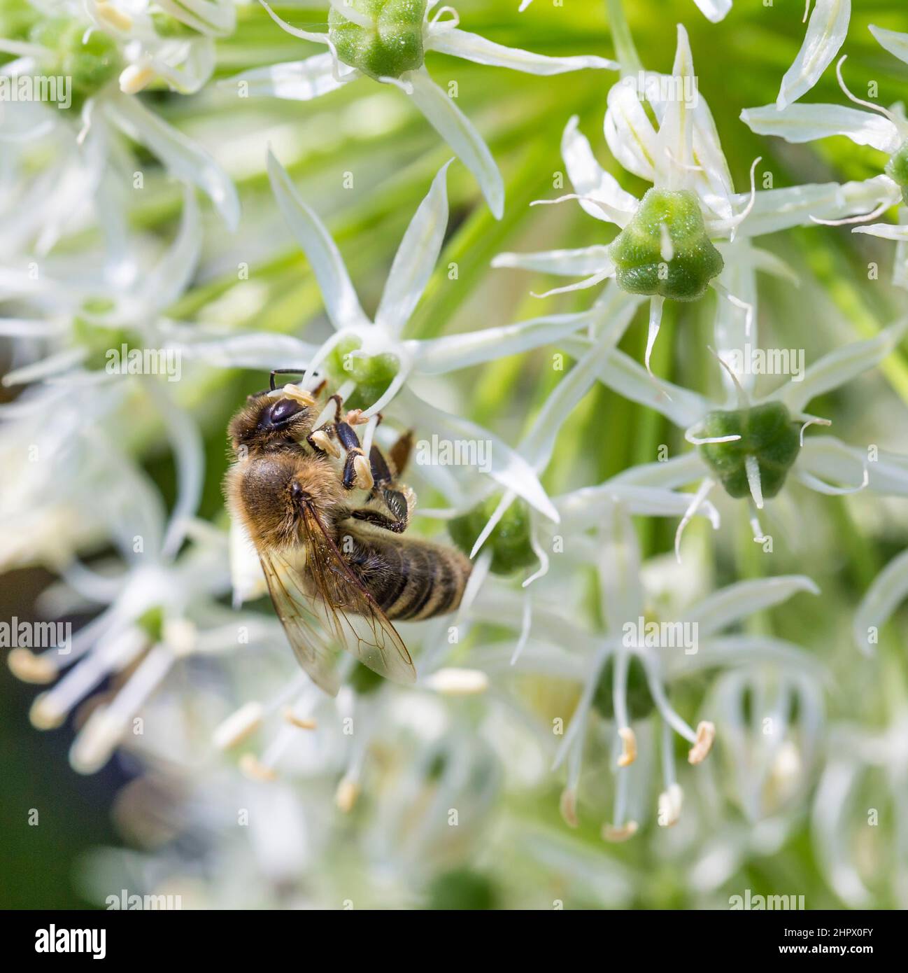 Bees on Allium sphaerocephalon. Allium Drumstick, also known as sphaerocephalon, produces two-toned, Burgundy-Green flower heads. The flowers open gre Stock Photo