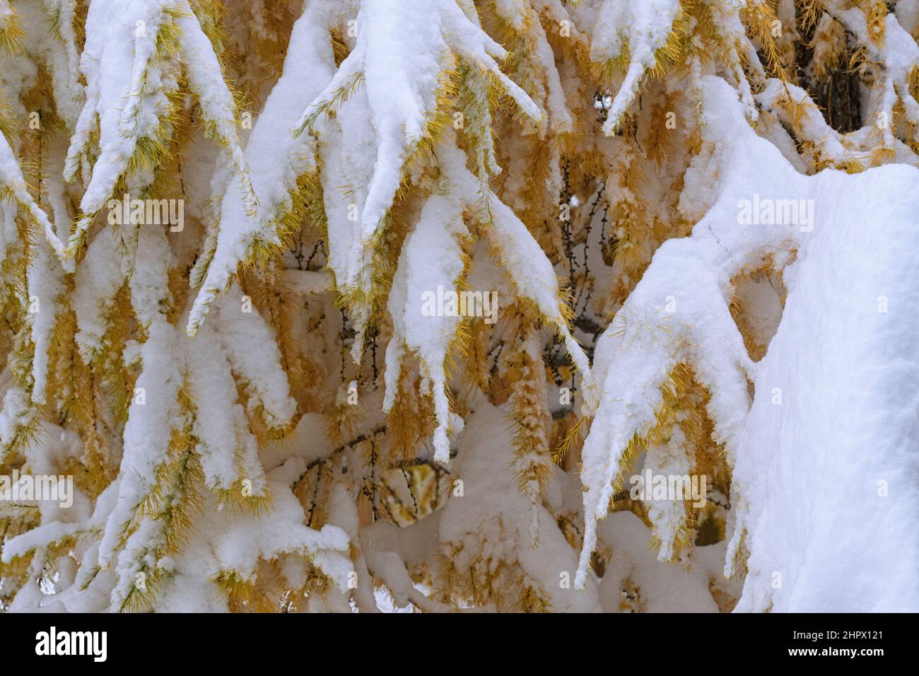 Close-up of larch trees covered in an early snowfall Larix sibirica Stock Photo