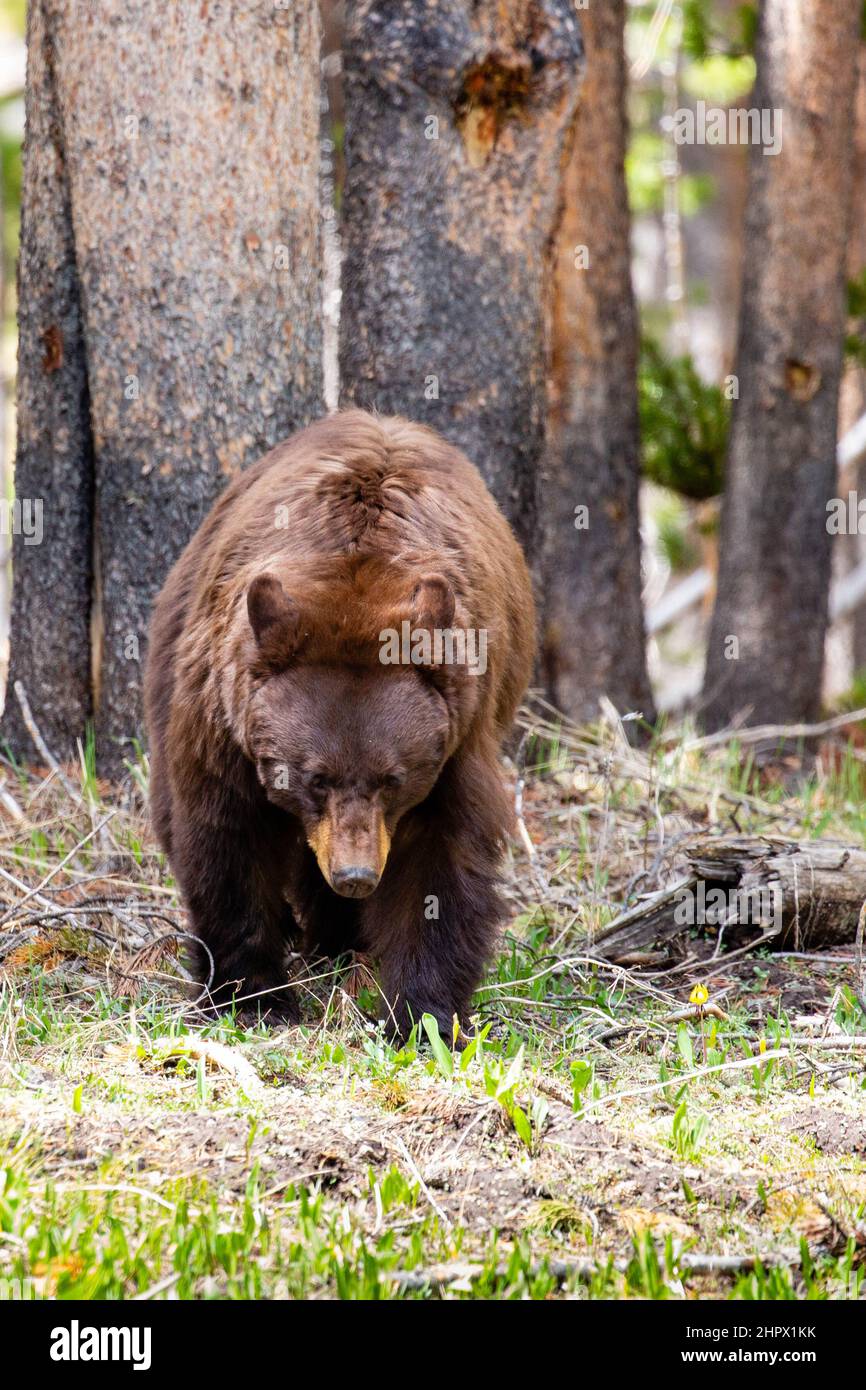 Large female cinnamon phase black bear (Ursus americanus) searches for