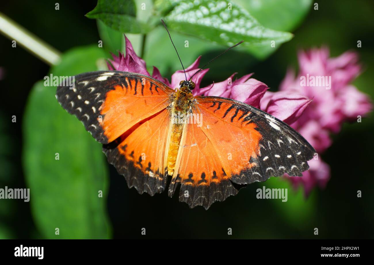 Bright orange and black color of American Lady butterfly Stock Photo