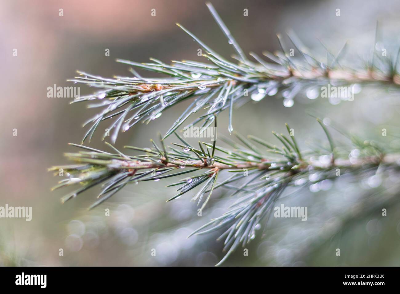 Himalayan tree in rain with selective focus on a tree branch Stock Photo