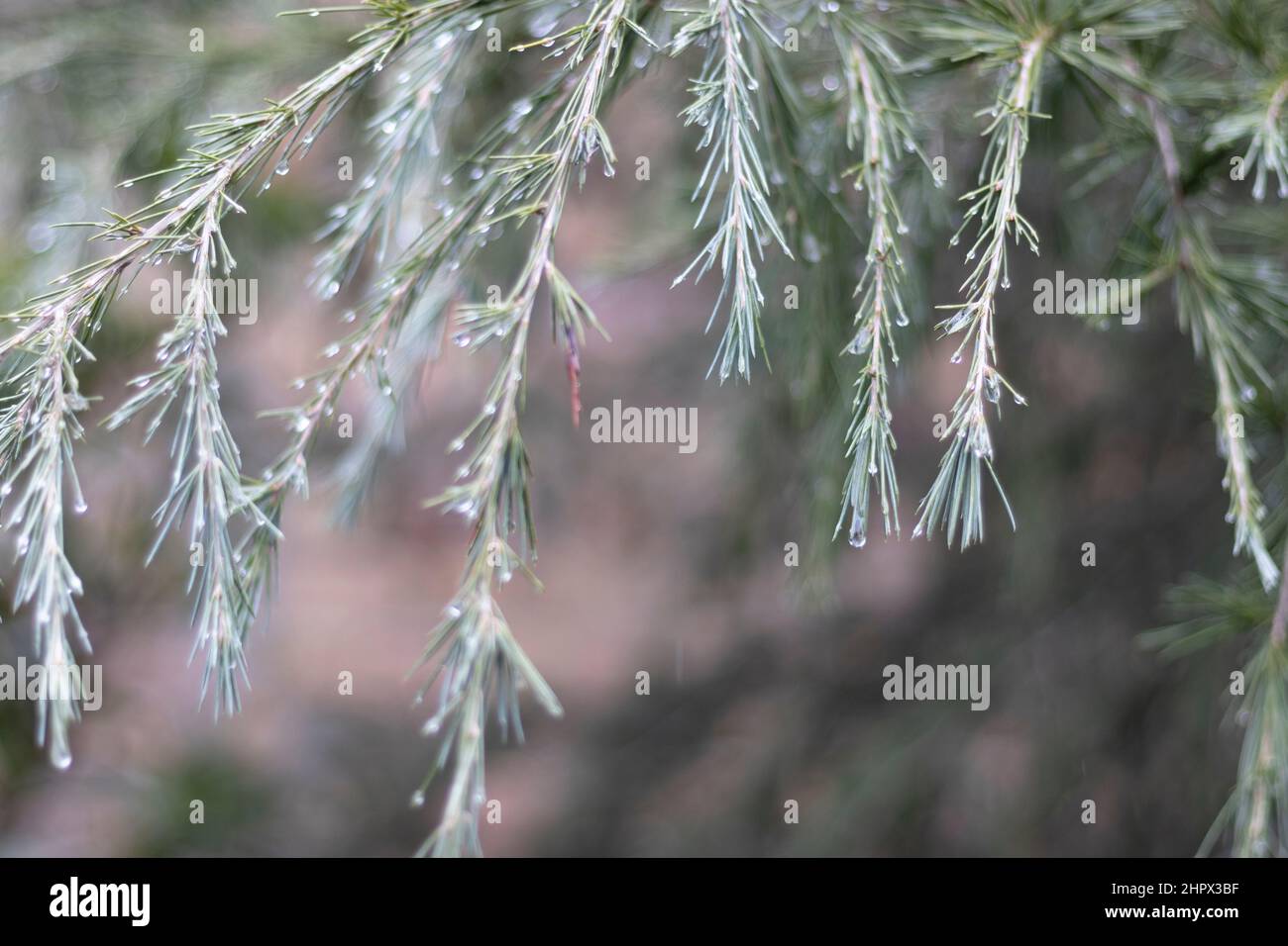 Deodar tree branch with raindrops with blur background Stock Photo