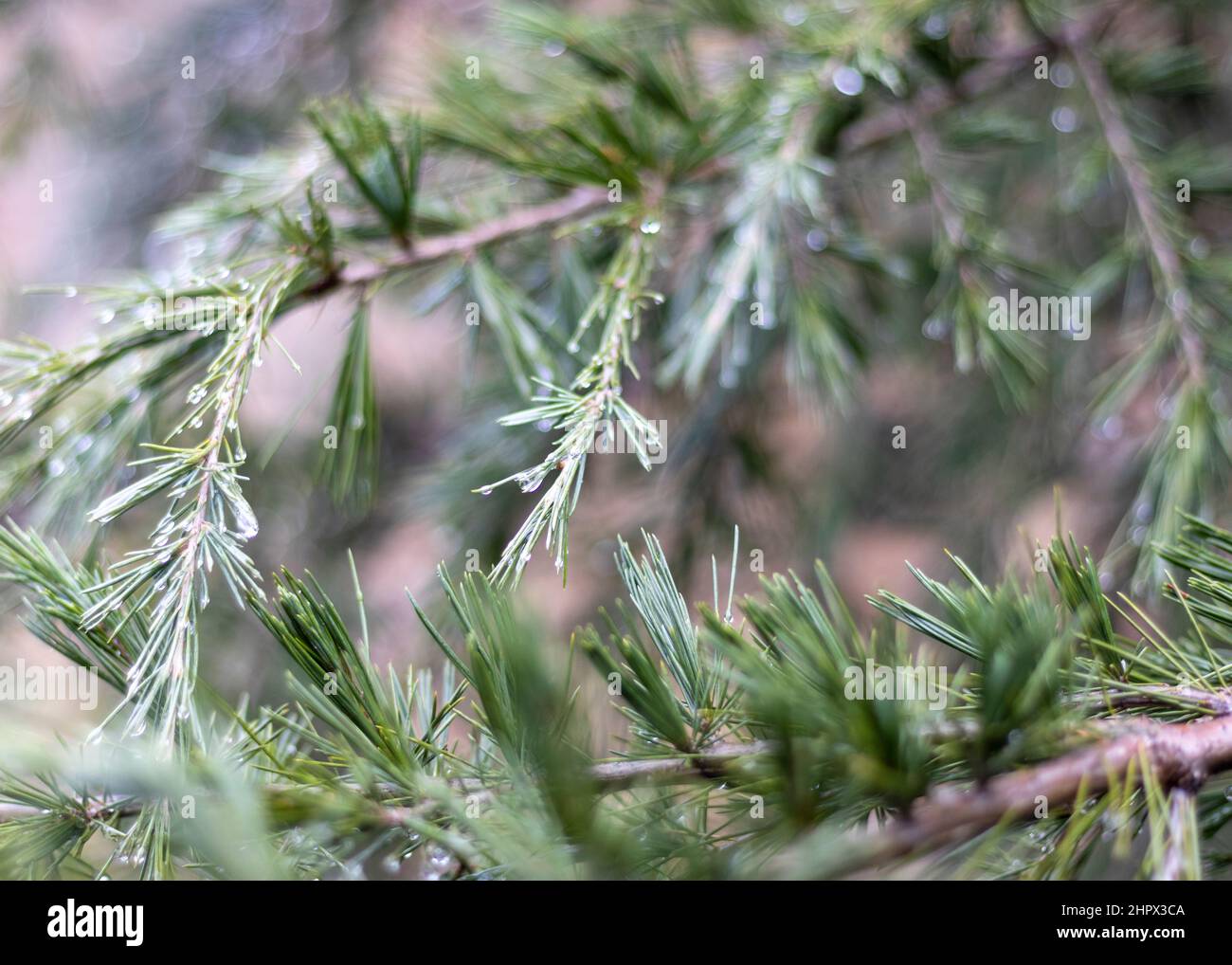 Cedar tree branches natural background Stock Photo