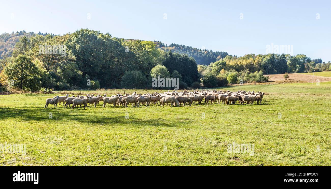 herd of sheeps grazing on a meadow with fresh green grass Stock Photo ...