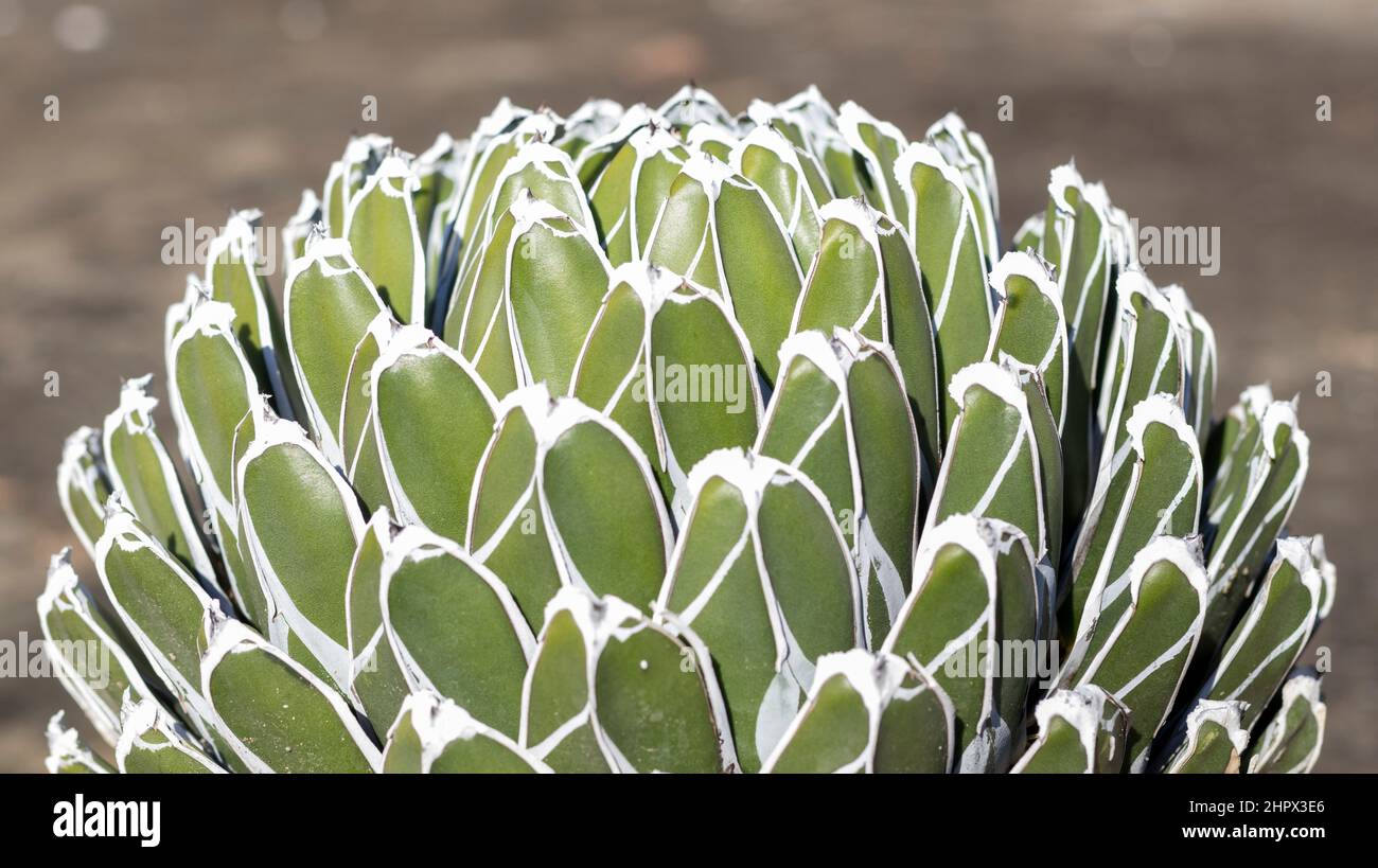 Funnel shape agave victoriae reginae plant Stock Photo