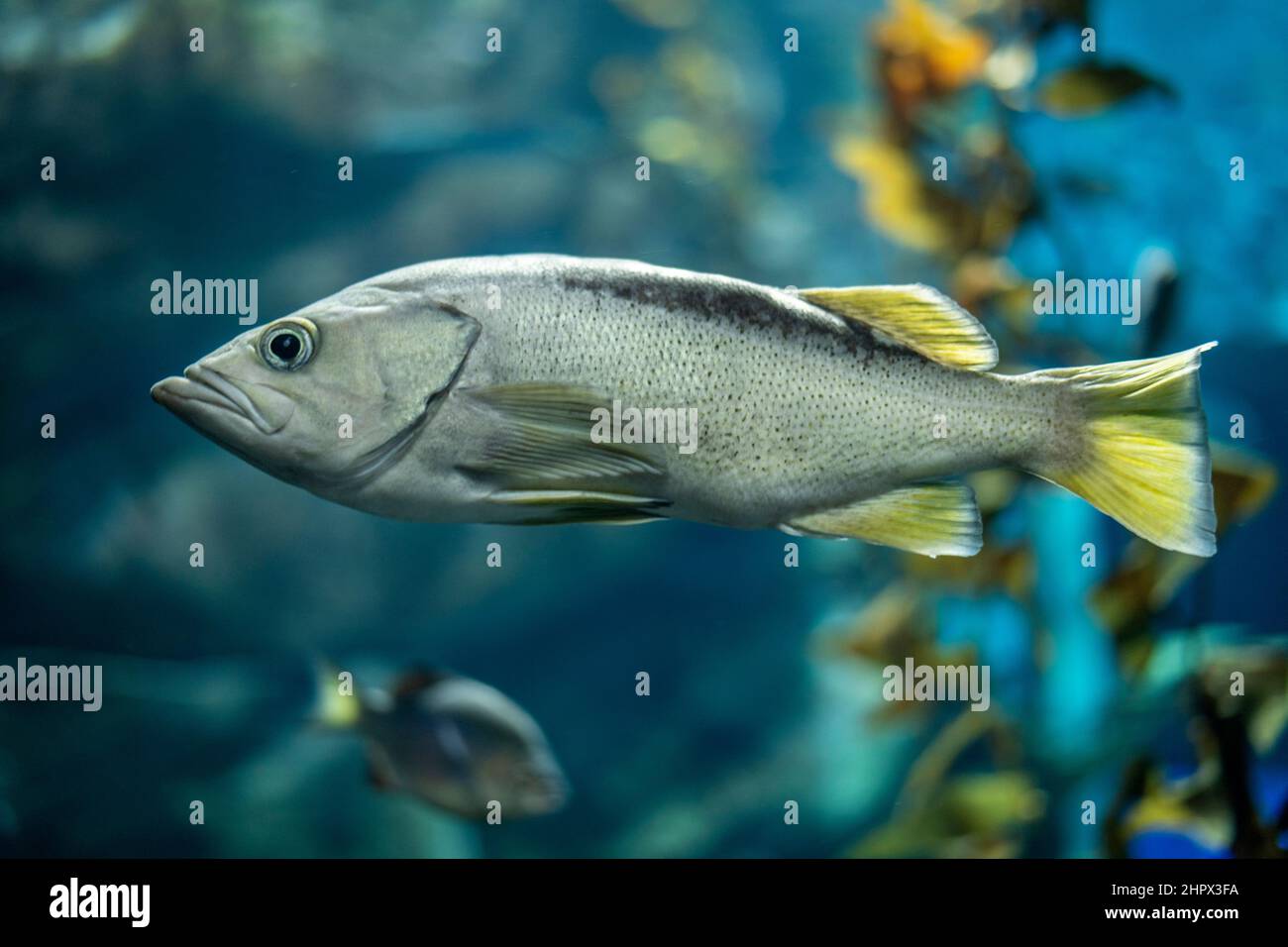Blue rockfish (Sebastes mystinus) Stock Photo