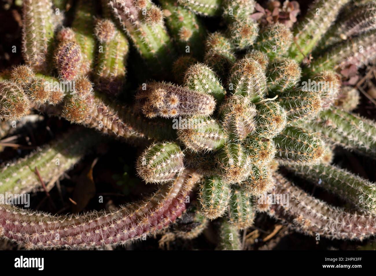 Peanut cactus changing color in winter Stock Photo - Alamy