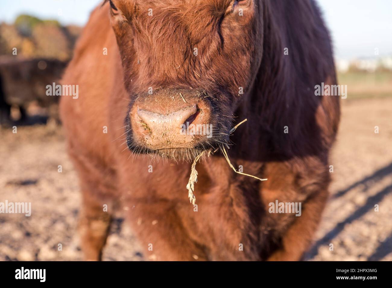 detail of muzzle of grazing cow at the meadow Stock Photo
