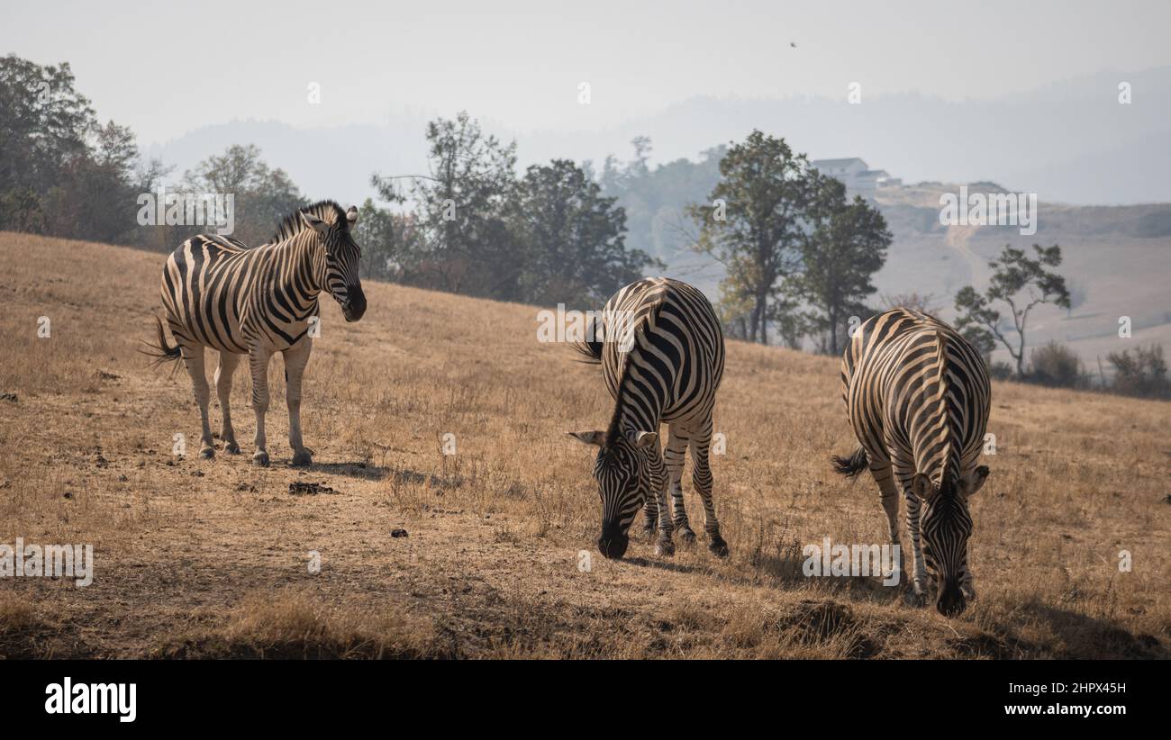 Zebras standing in a field close to each other, Wildlife Safari, Oregon