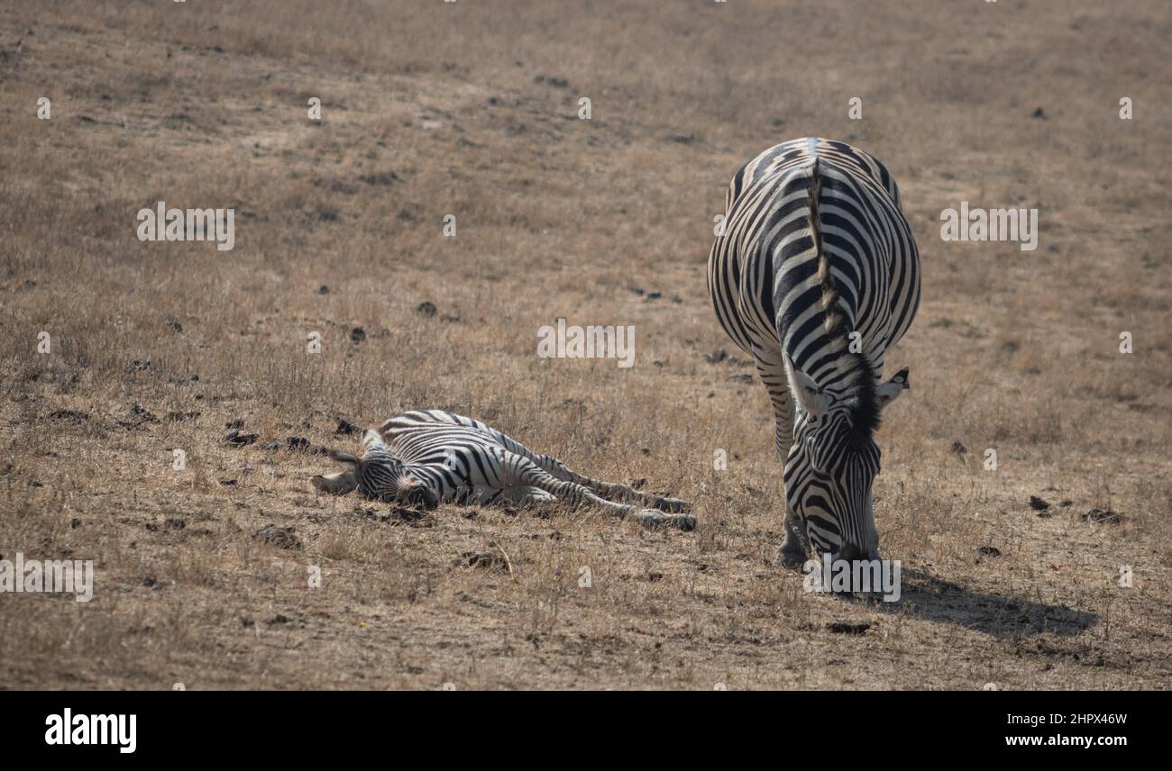 A female zebra and her dead (sleep) baby zebra in Wildlife Safari, Oregon, USA Stock Photo