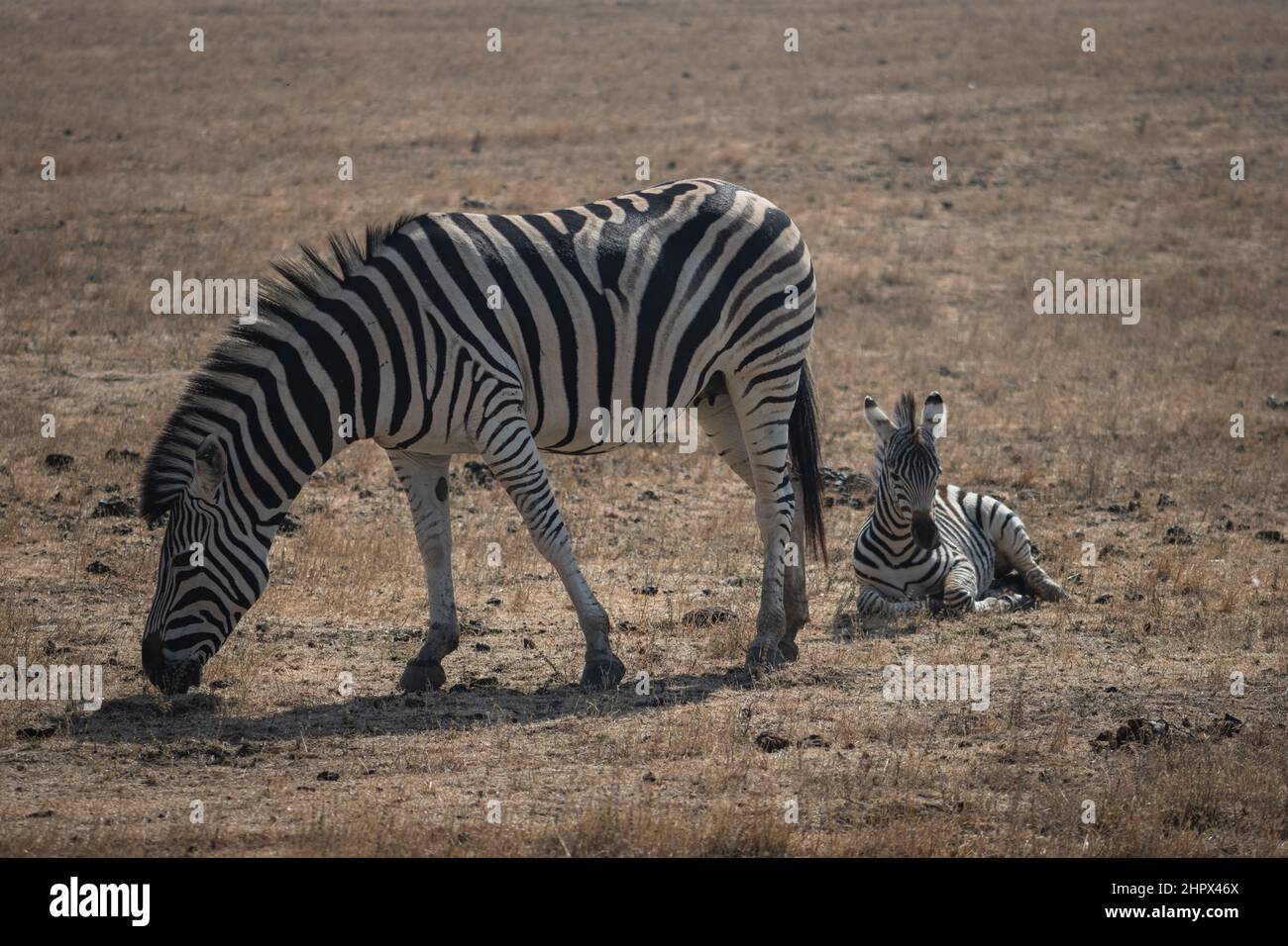 A female zebra and her fowl in Wildlife Safari, Oregon, USA Stock Photo