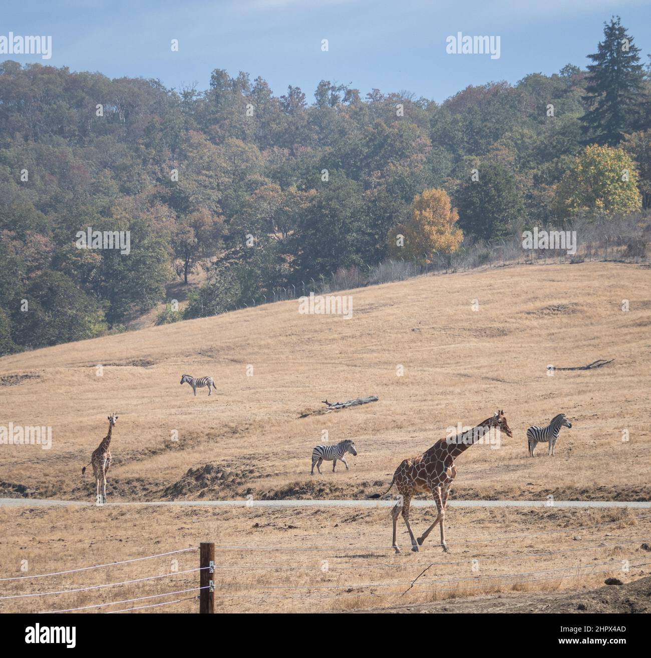 Giraffes walk through the savanna between the zebras on a hot summers day, Wildlife Safari, Oregon, USA Stock Photo