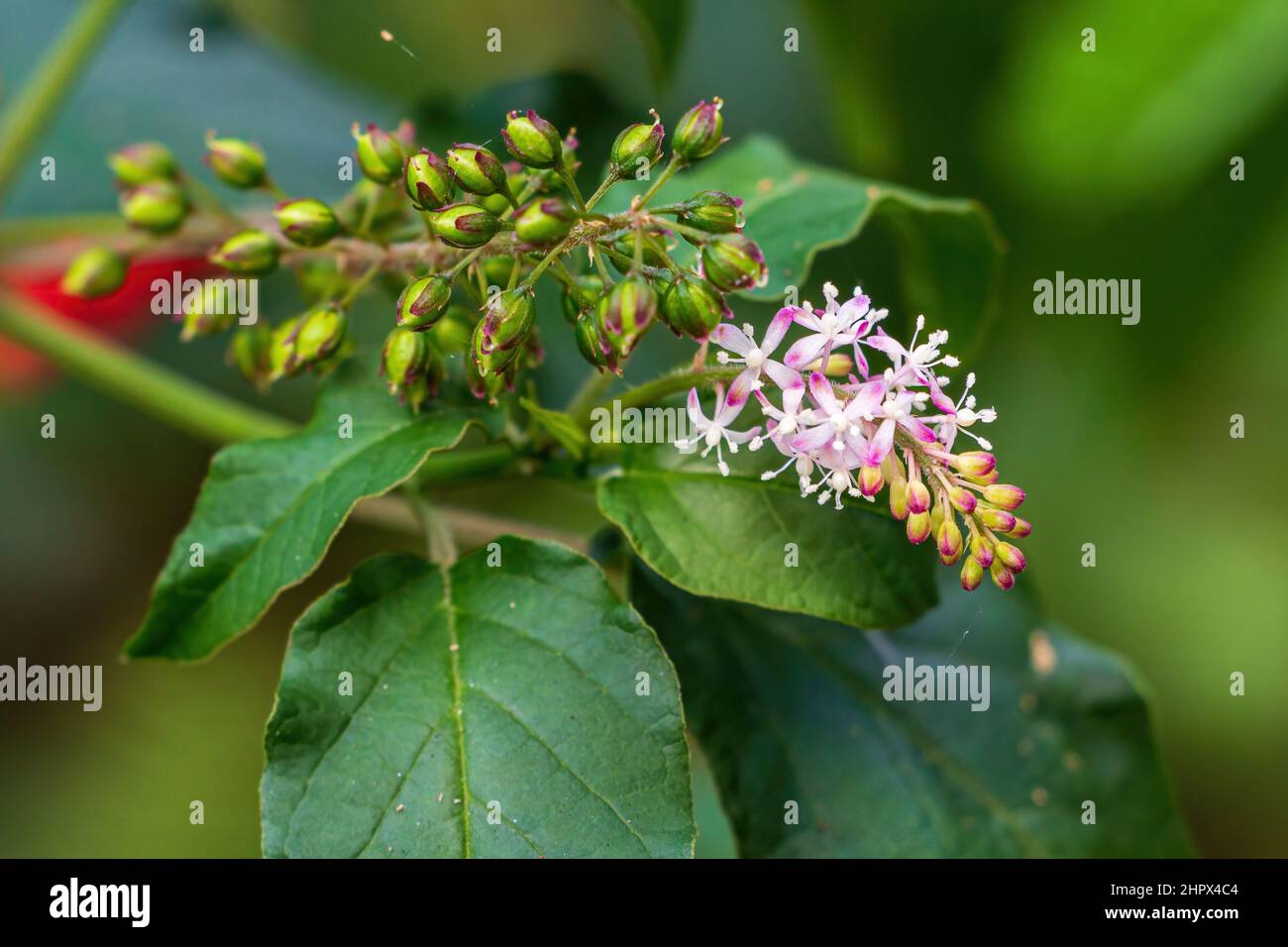 Flowers of pigeonberry a.k.a. bloodberry or rougeplant (Rivina humilis) - Davie, Florida, USA Stock Photo