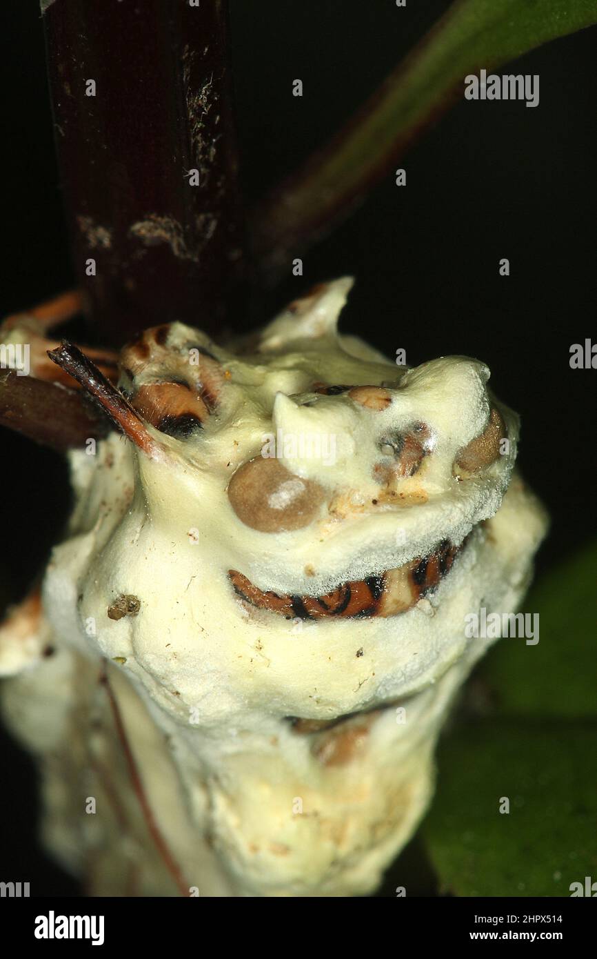 Cicada infected with icing sugar fungus (Beauveria bassiana) Stock Photo