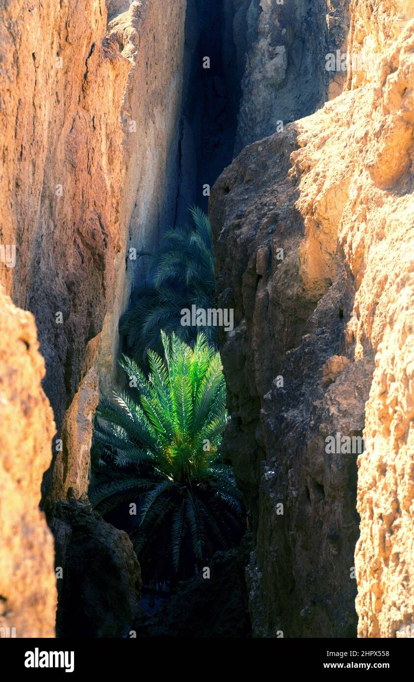 Palm Tree in Gorge, Tunisia Stock Photo